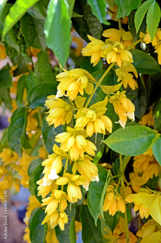 Golden Wreath or  Petraeovitex wolfei J. Sinclair. photo