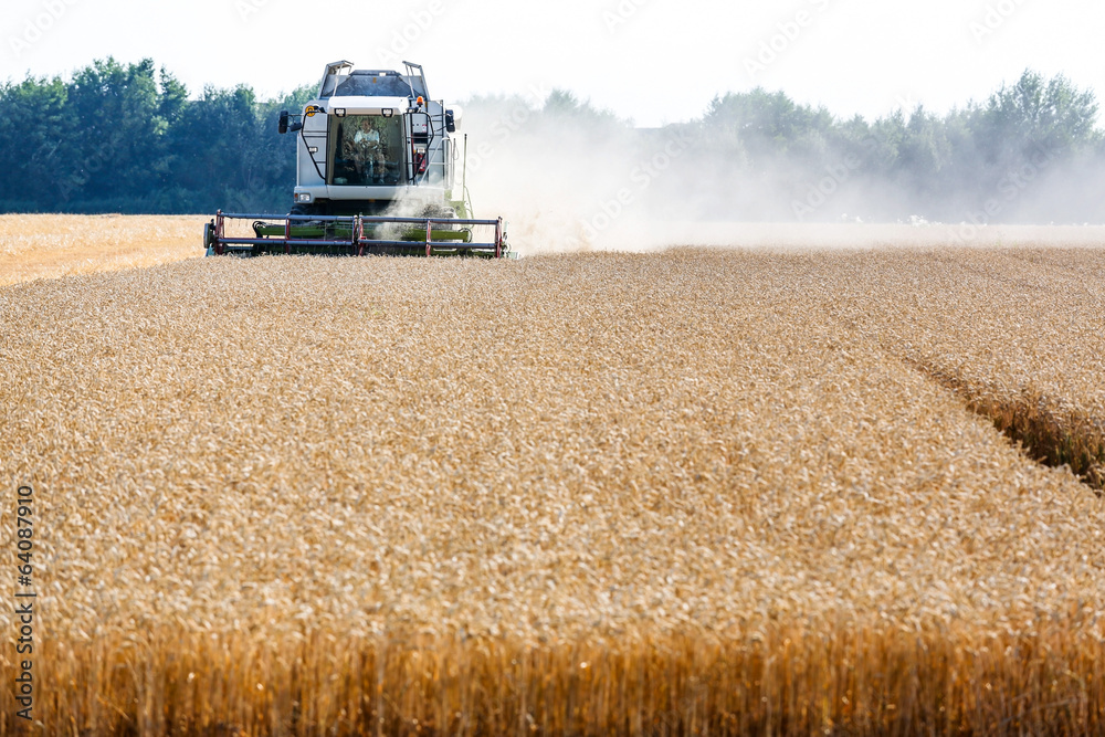 Obraz premium Getreidefeld mit Weizen bei der Ernte