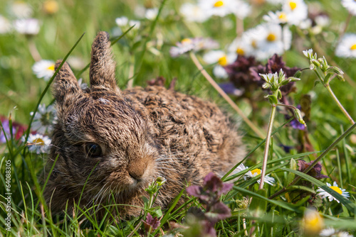 Lapin