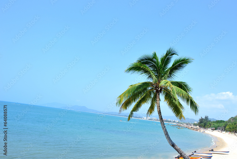 Fototapeta premium nice palm tree with fruits in the blue sunny sky 