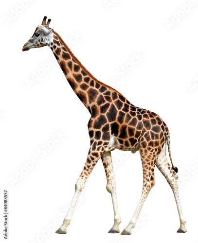 Giraffe isolated on white background