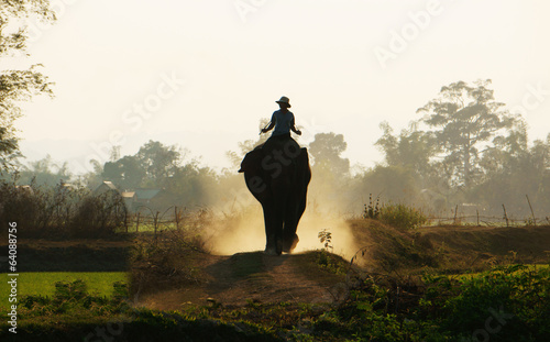 Silhouette of people ride elephant on path