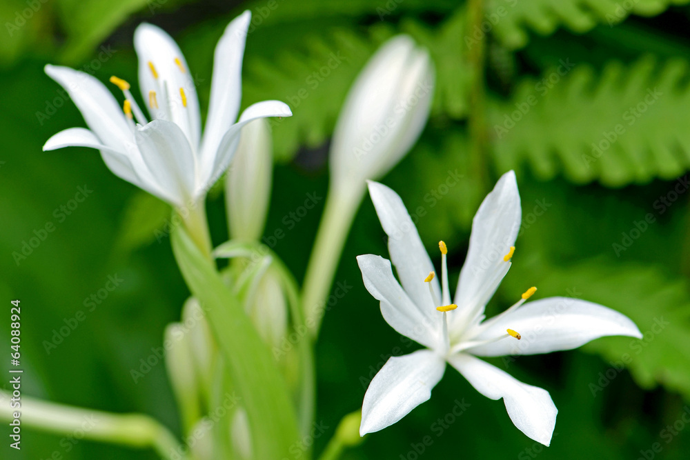 White flowers of Cardwell lily, Northern christmas or lily (Proiphys amboinensis) White flowers of Cardwell lily, Northern christmas or lily (Proiphys amboinensis)