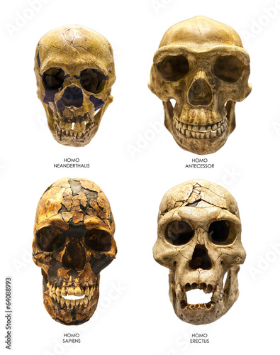 Skull of Homo Erectus, Sapiens, Neanderthalis and Antecessor