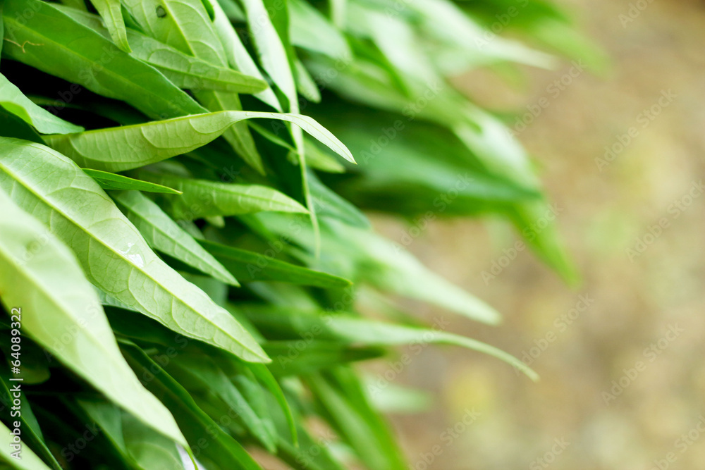 Water spinach in the market