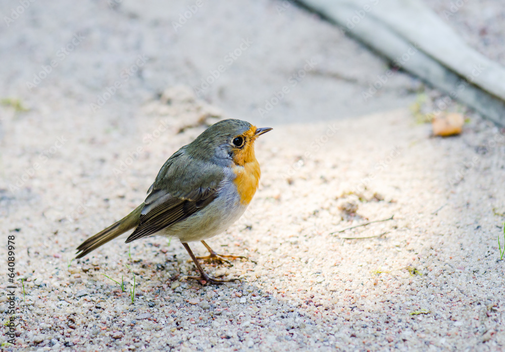 Citril finch. A small bird with a yellow breast Citril finch. A small bird with a yellow breast