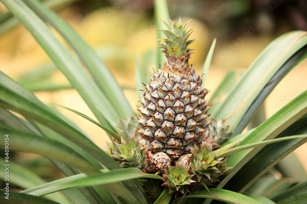 Pineapple tropical fruit growing in a farm Pineapple tropical fruit growing in a farm