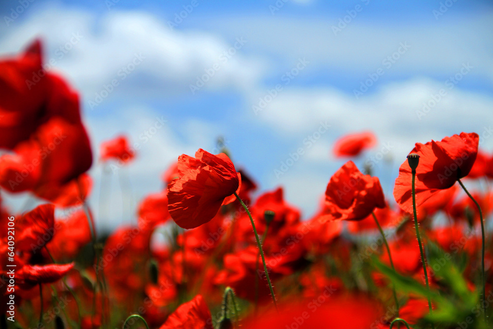 Naklejka premium Campo di papaveri