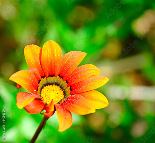 wet gazania photo