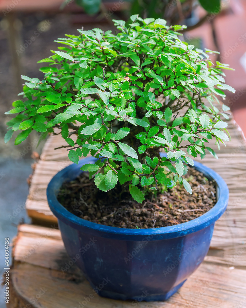 bonsai plants bonsai plants