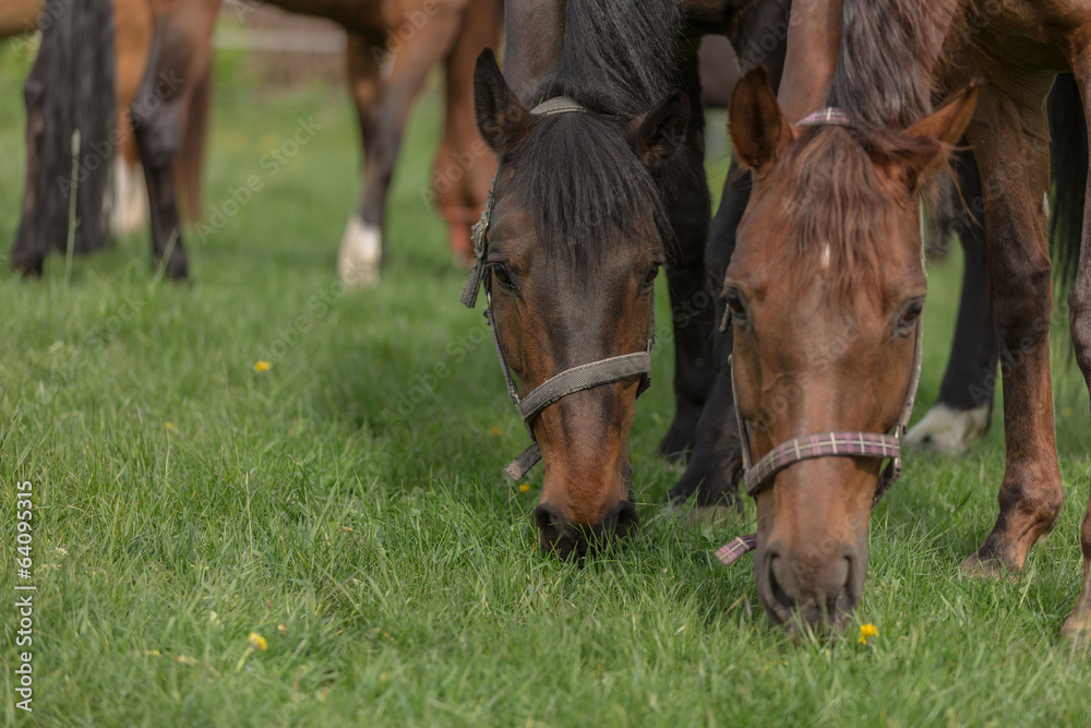 Obraz premium Pferde auf der Weide