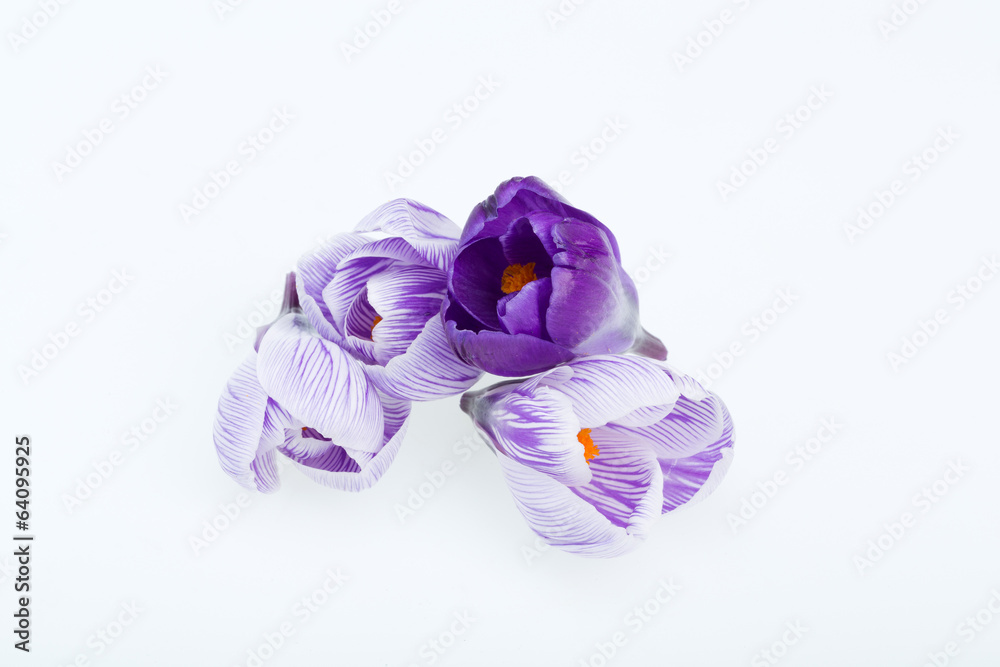 Close-up of blue and white crocus flowers isolated on white Close-up of blue and white crocus flowers isolated on white