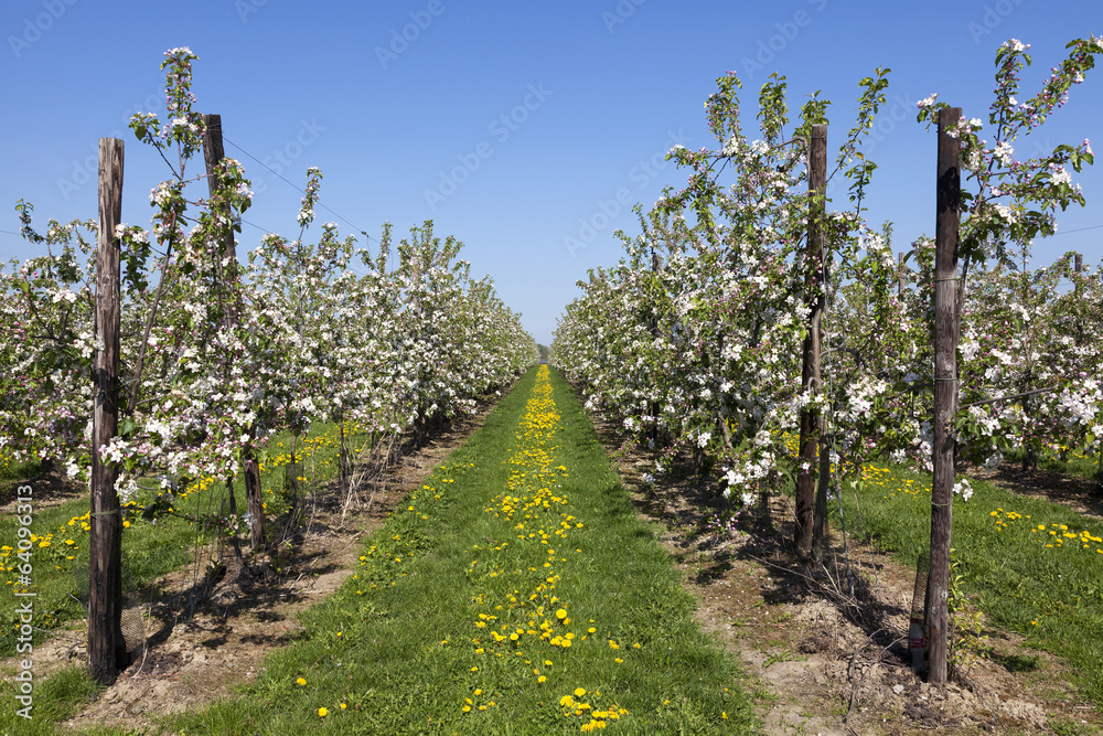 Orchard with fruit trees in blossom