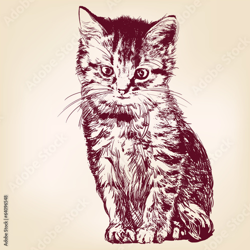 cat  - hand drawn vector llustration isolated