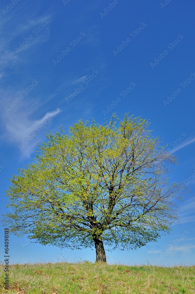 One single wonderful spring tree landscape One single wonderful spring tree landscape