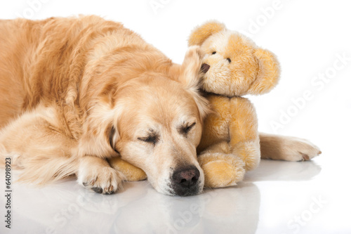 Golden Retriever mit Teddy