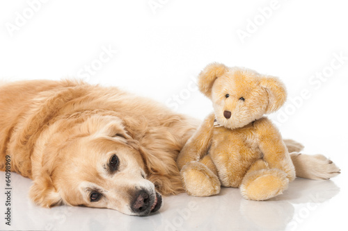 Golden Retriever mit Teddy