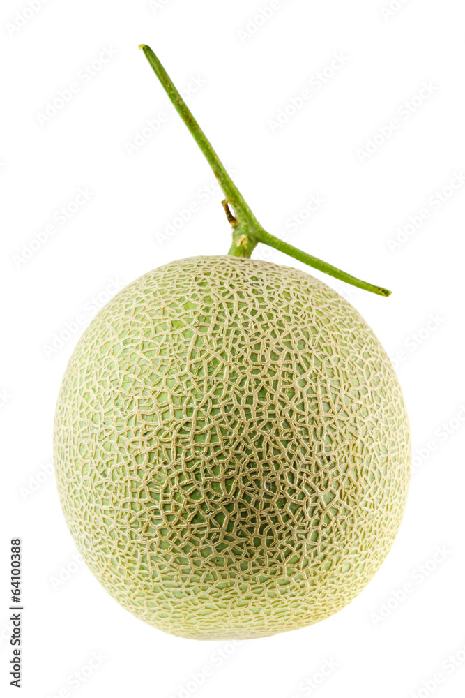 cantaloupe melon cantaloupe melon