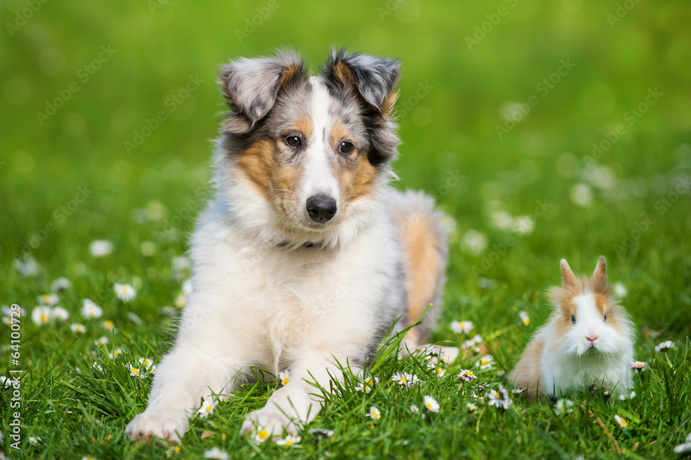 Welpe und Kaninchen