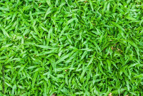 Tropical carpet grass