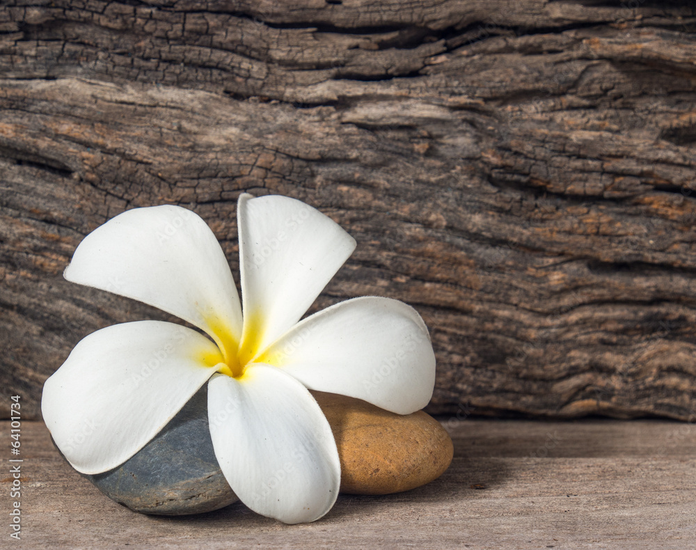 frangipani flower (Plumeria) on wood frangipani flower (Plumeria) on wood