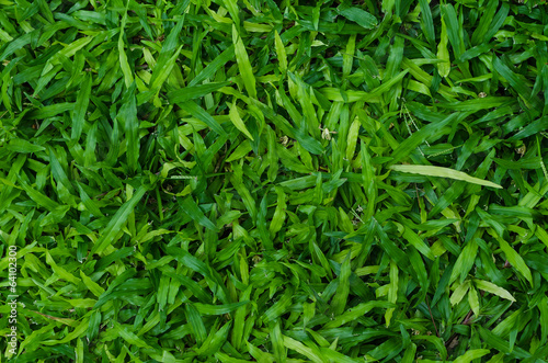 green grass texture as background