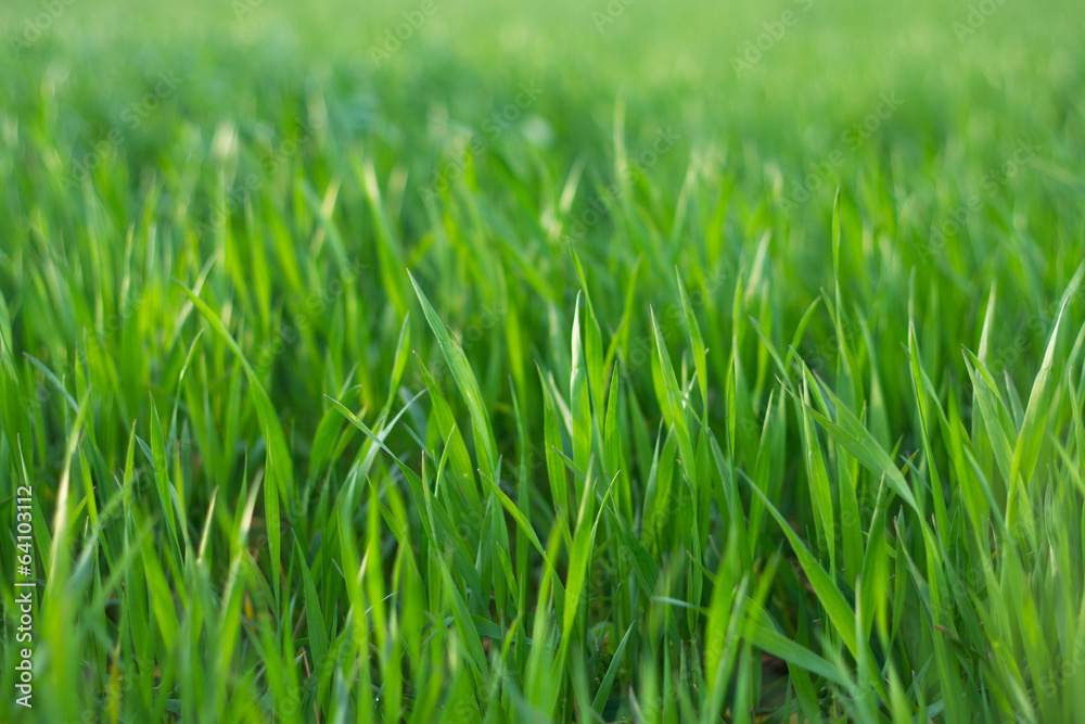grass in field