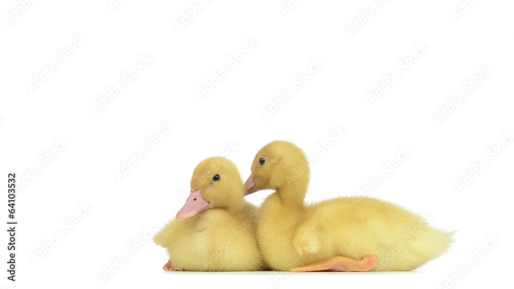 Two ducklings lying together and looking around Two ducklings lying together and looking around
