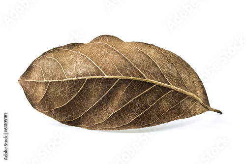 Konstfotografi Dry leaf