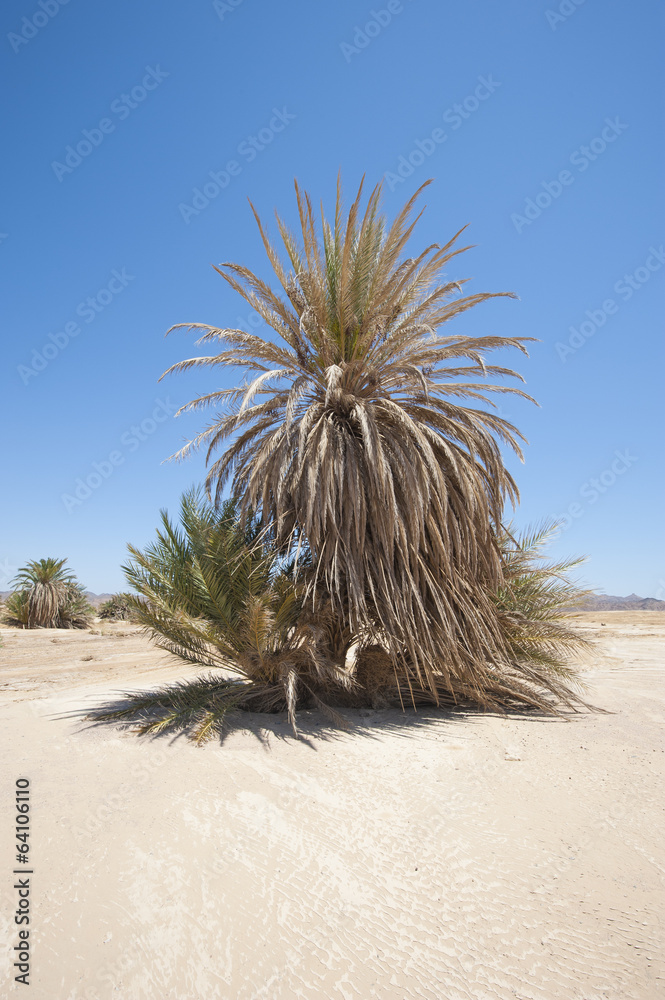 Date palm tree in desert landscape Stock Photo | Adobe Stock