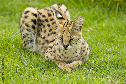 Sleeping Cerval
