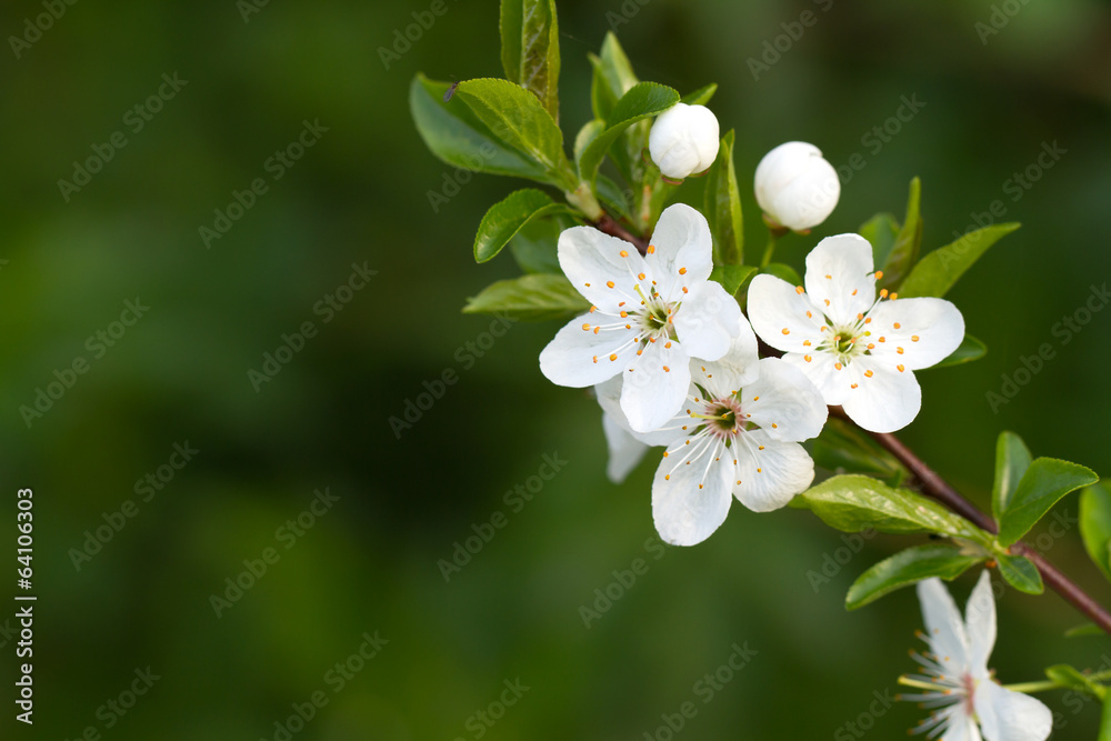 Obraz premium tree with beautiful white flowers