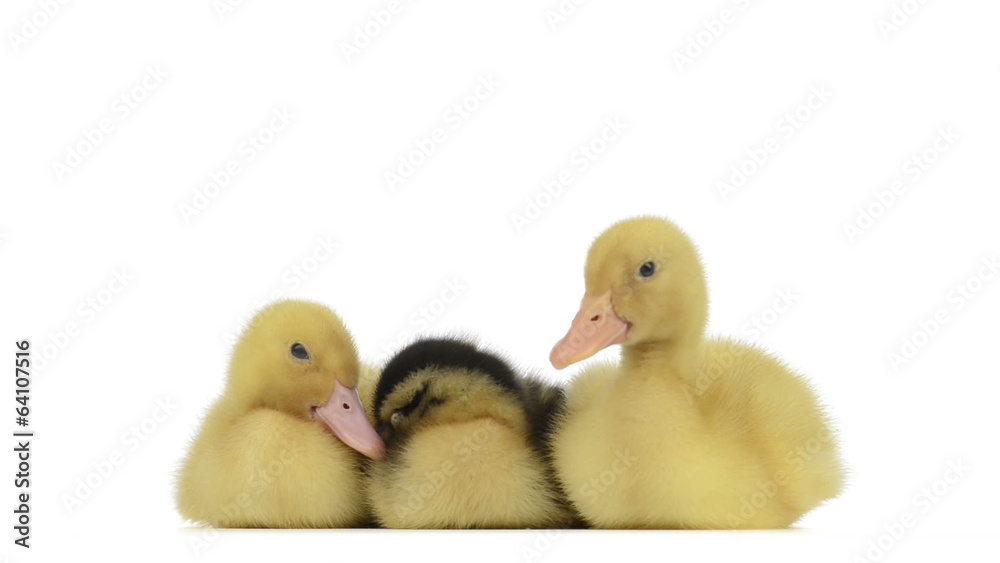 Three ducklings lying, sleeping, looking around and scratching Three ducklings lying, sleeping, looking around and scratching