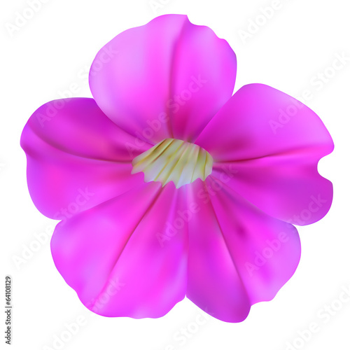 Bell flowers. Vector illustration. Isolated on white