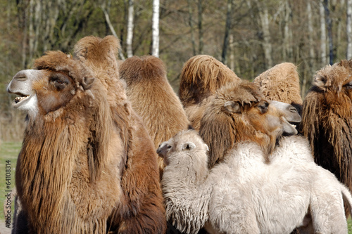 Fototapeta Naklejka Na Ścianę i Meble -  Bactrian camel, Camelus bactrian
