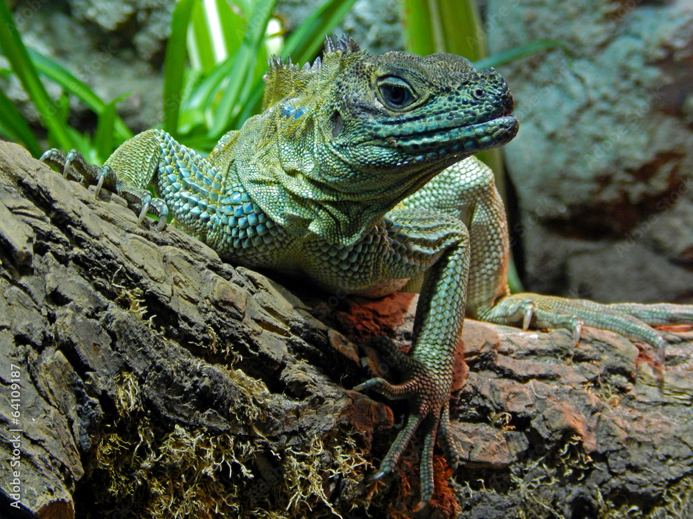 Obraz premium lizard