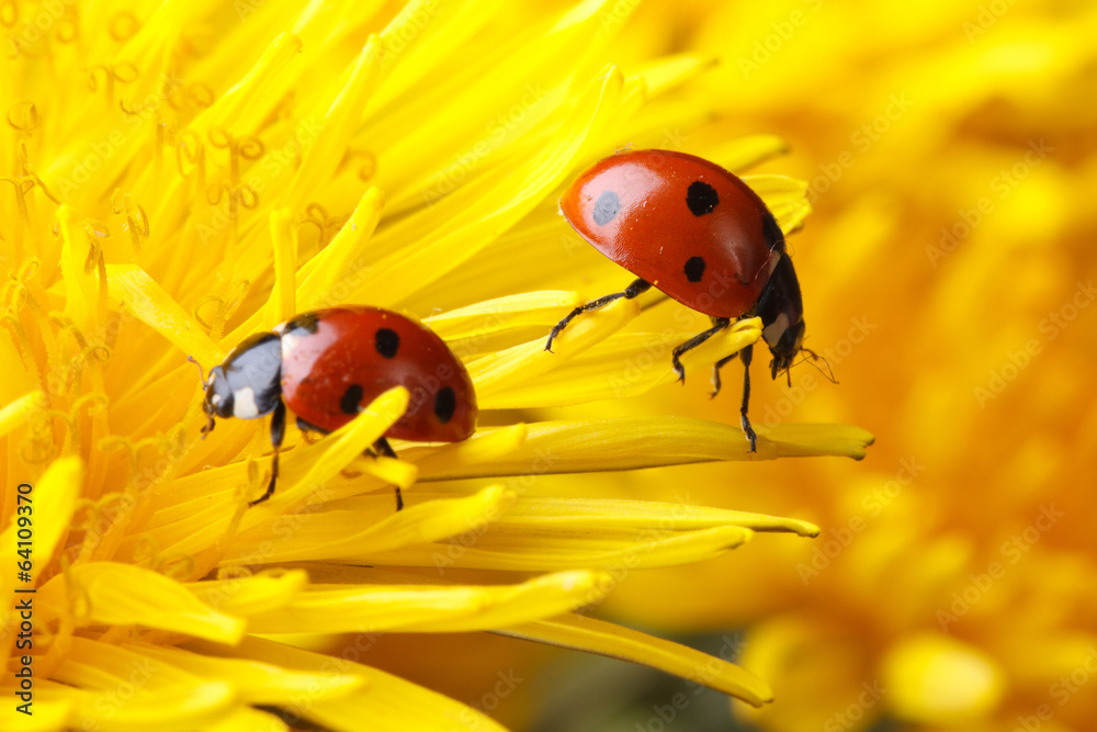 Fototapeta premium Two ladybugs on the petals of a dandelion