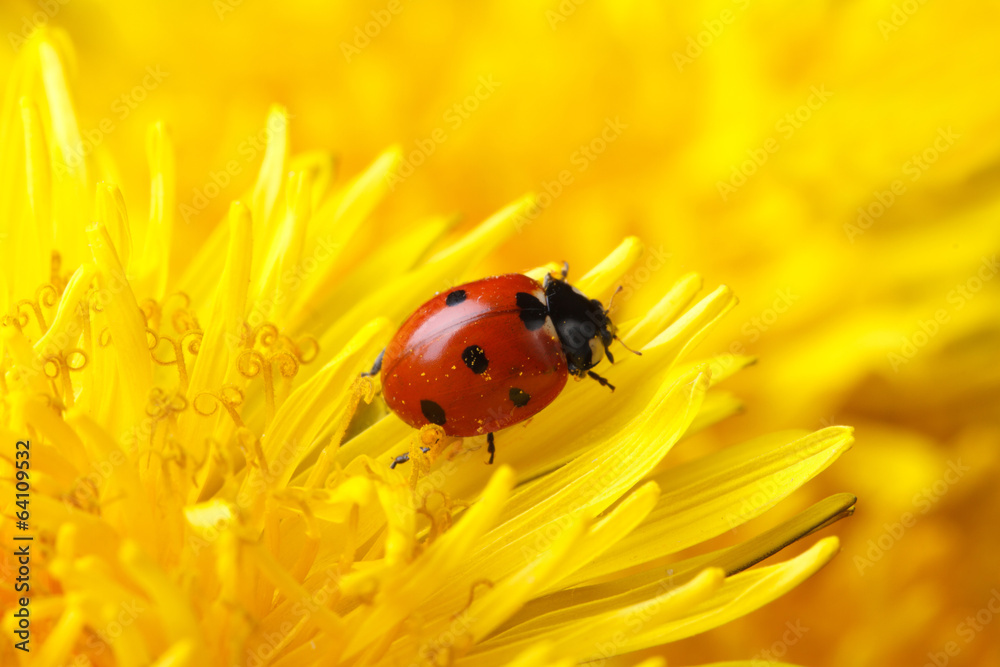 Naklejka premium little ladybug on yellow dandelion flower macro