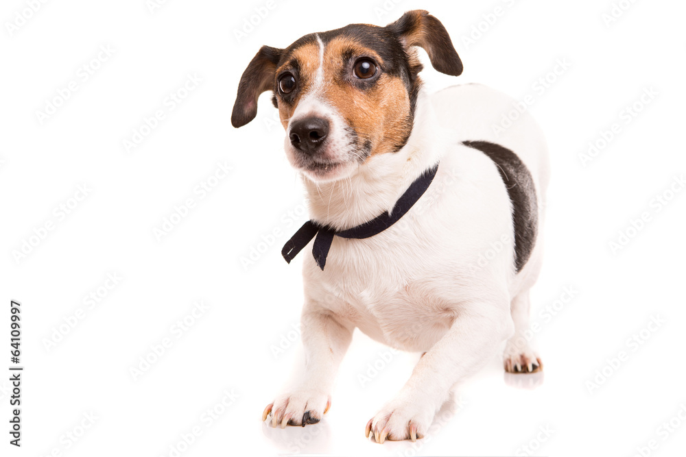 Jack Russell Terrier