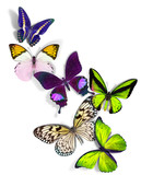 group of butterflies