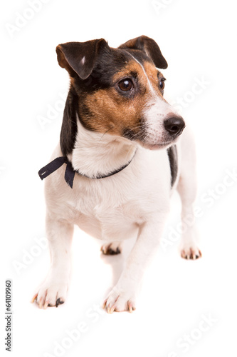 Jack Russell Terrier