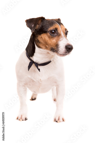 Jack Russell Terrier © Hugo Félix