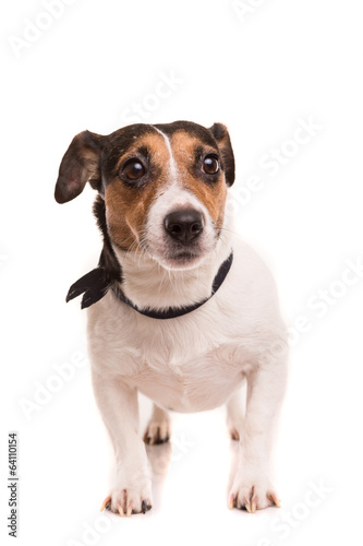 Jack Russell Terrier © Hugo Félix