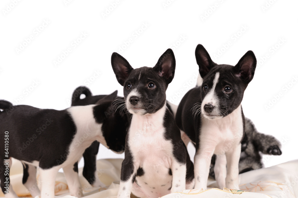 Basenji dogs puppy Basenji dogs puppy
