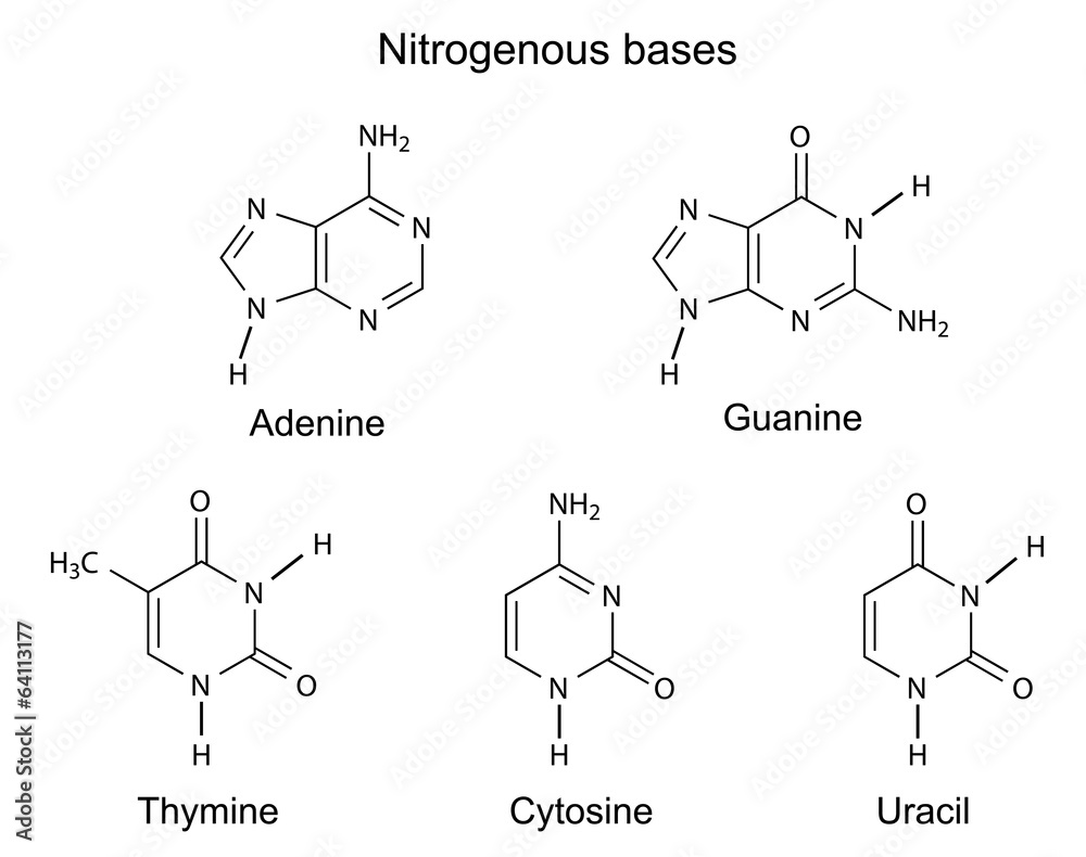 Fototapeta premium Chemical structural formulas of nitrogenous bases