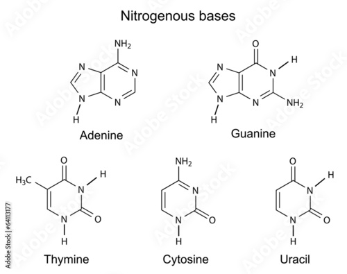 Chemical structural formulas of nitrogenous bases