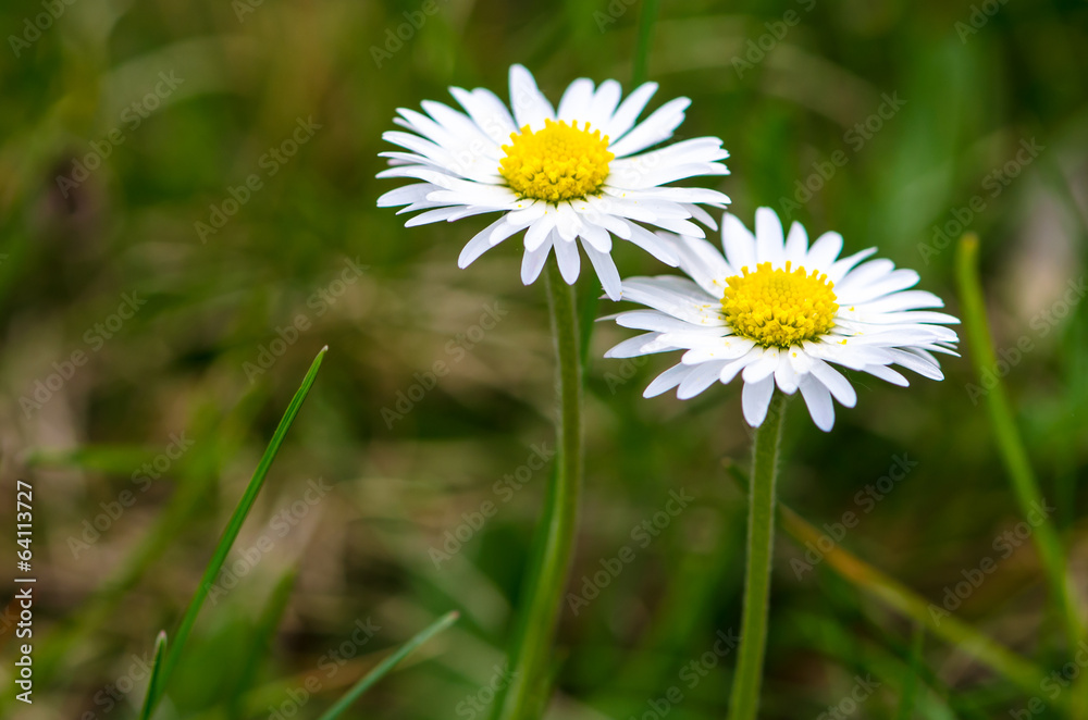 daisy daisy