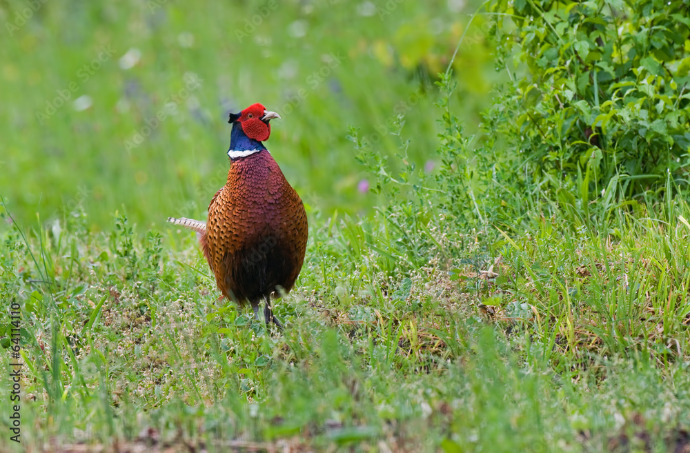 Naklejka premium Pheasant