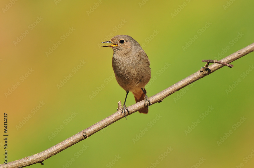 Black redstart Black redstart
