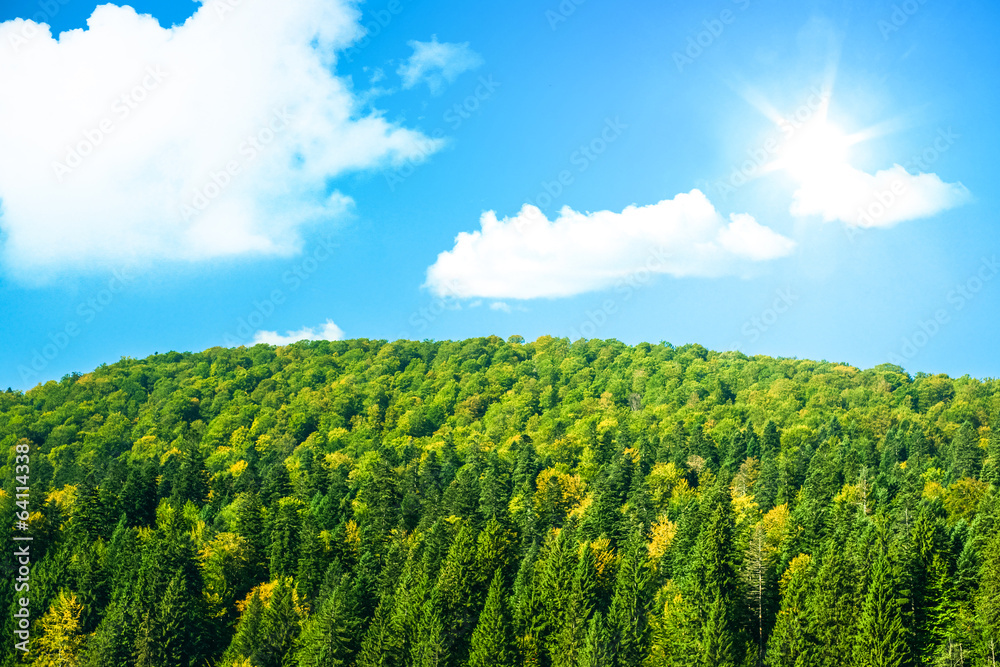 Large green forest with sunshine and blue sky